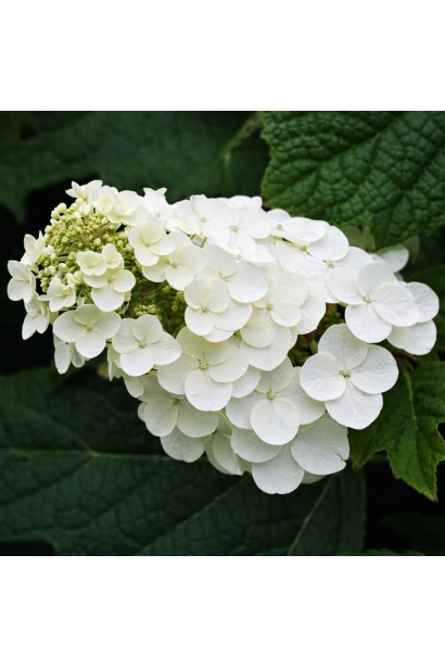 Hydrangea Alice